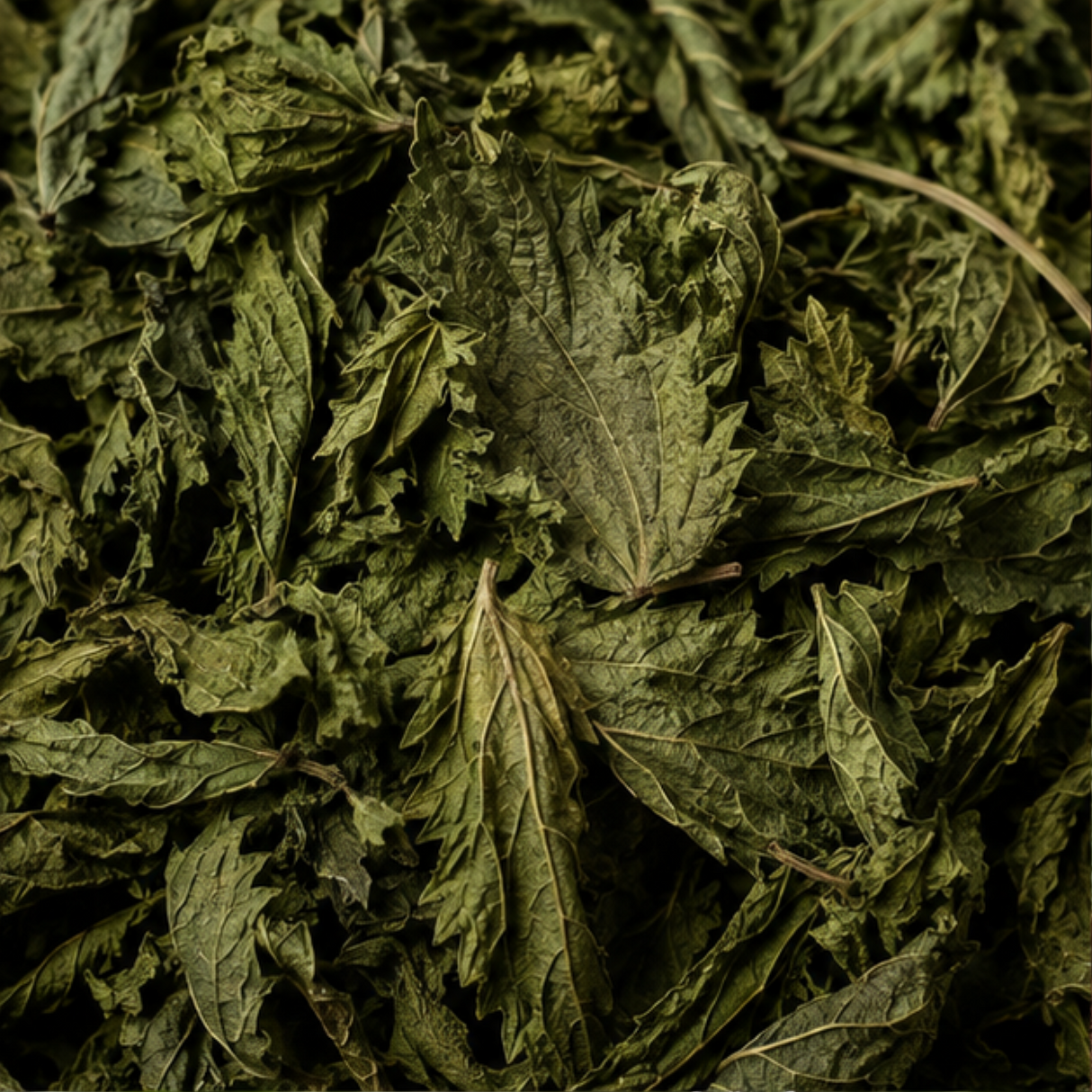 Clipper Organic Nettle Tea ingredient close-up