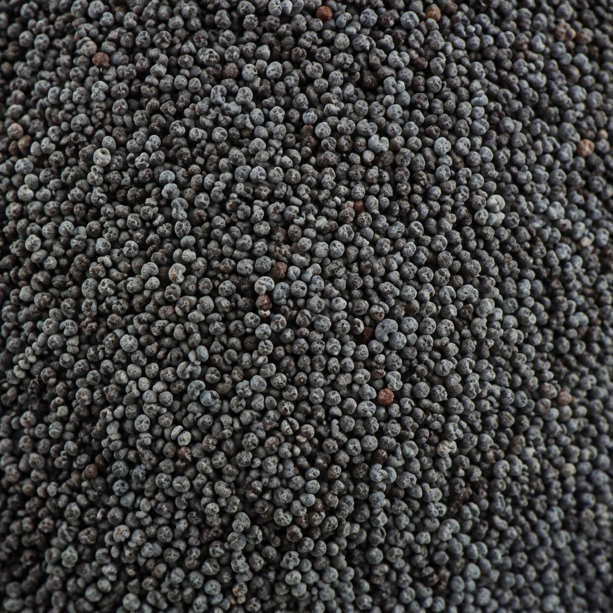 Organic blue poppy seeds extreme close-up
