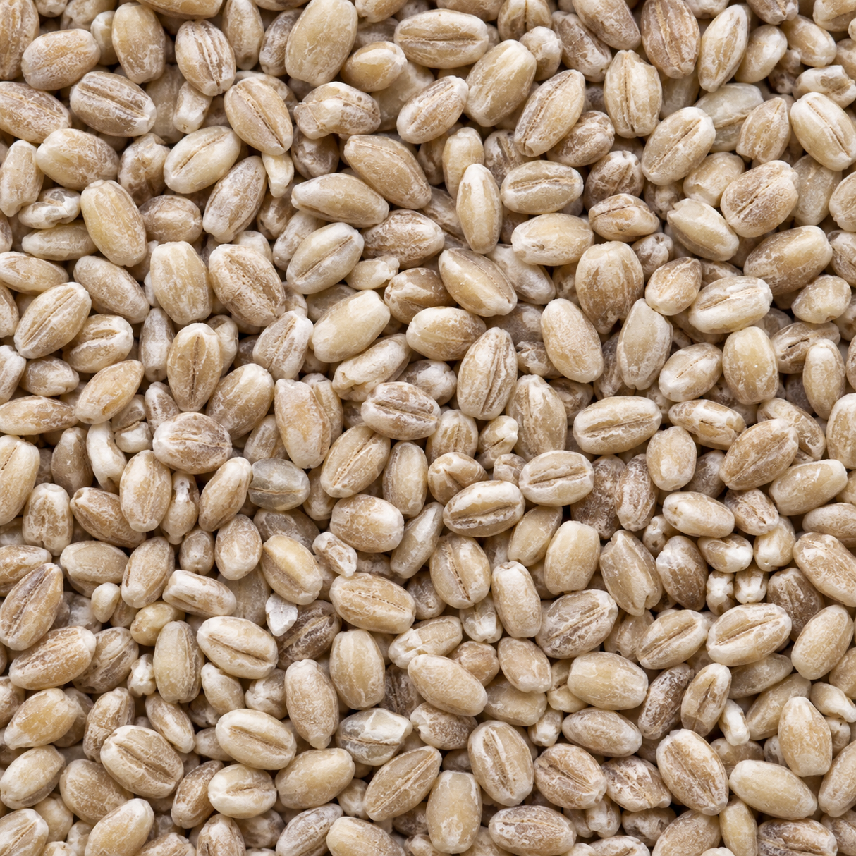 Infinity Foods Organic Pearl Barley macro