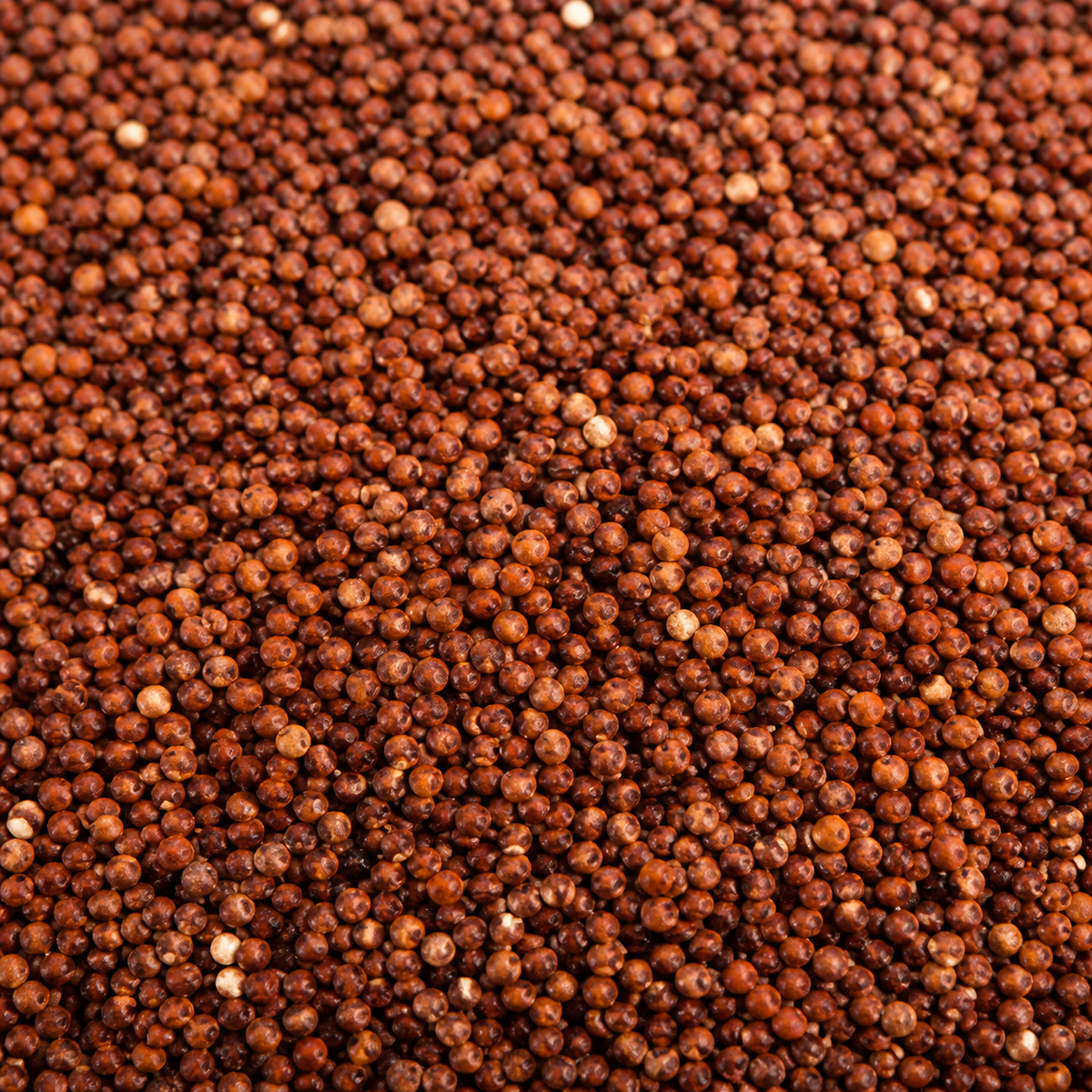 Organic red quinoa grain extreme close-up