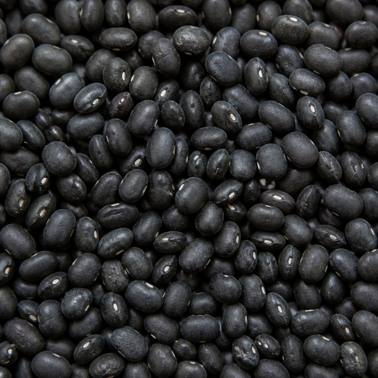 Extreme close-up of organic black turtle beans