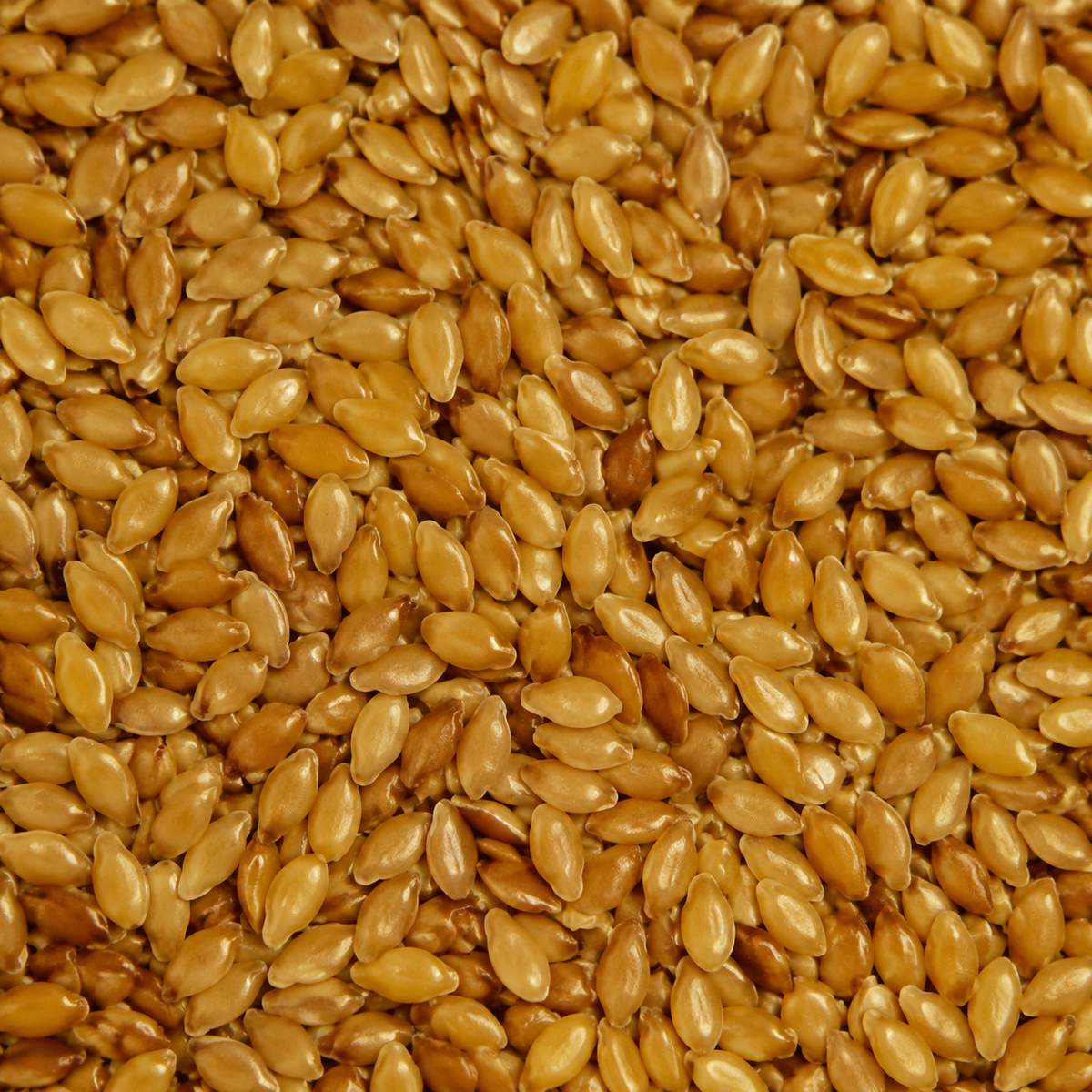 Organic golden flaxseed extreme close-up
