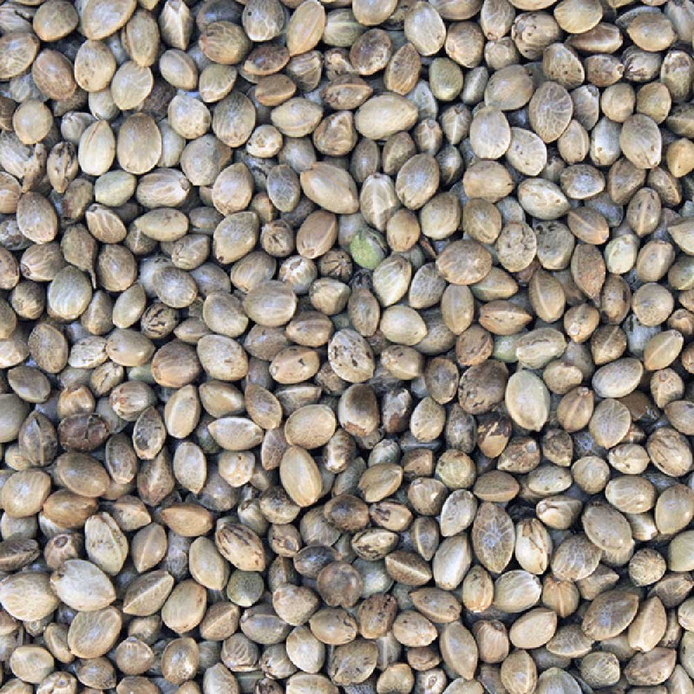 Organic Hemp Seeds extreme macro