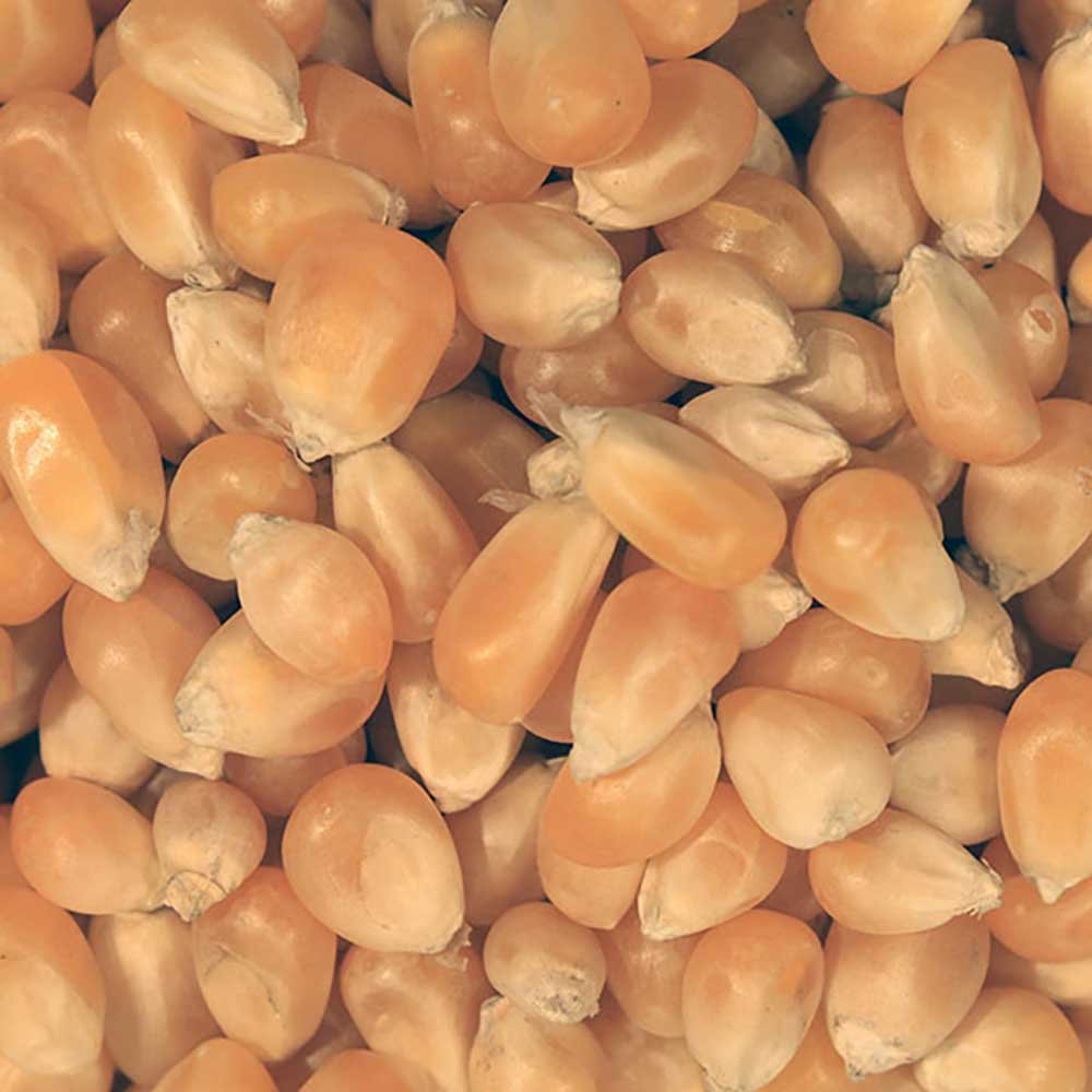 Organic popping corn