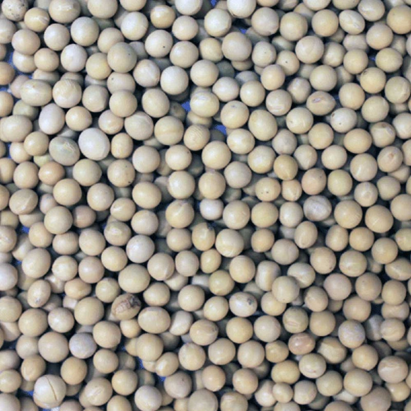 Organic Soya Beans