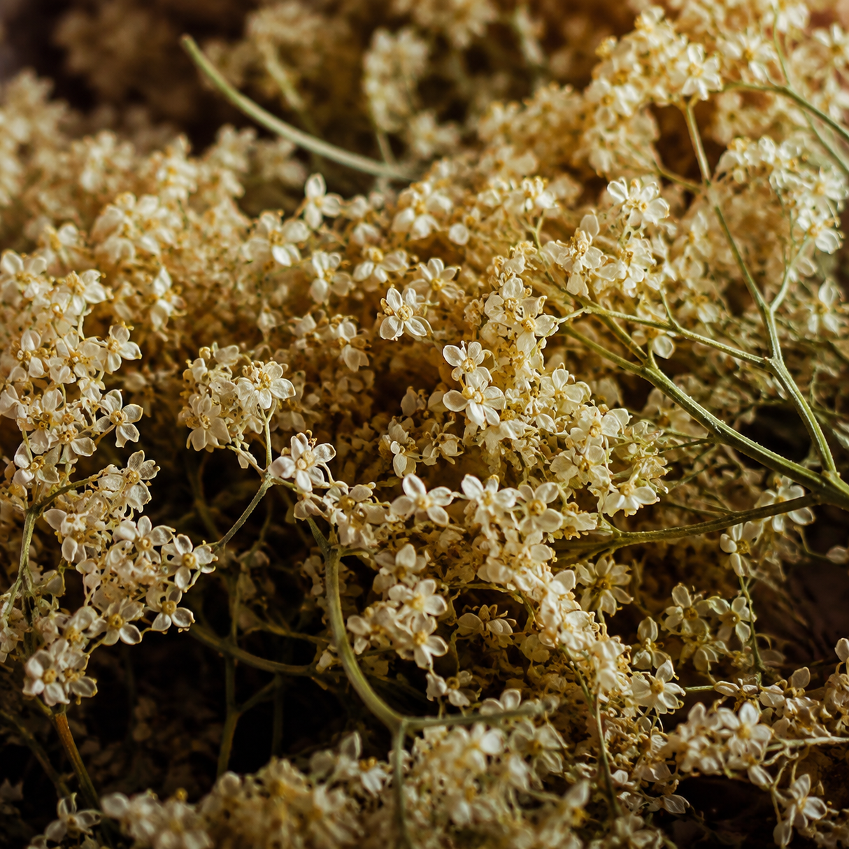 Pure Elderflowers — extreme macro hero