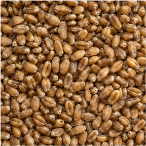 Infinity Foods Organic Wheat Grain product close-up
