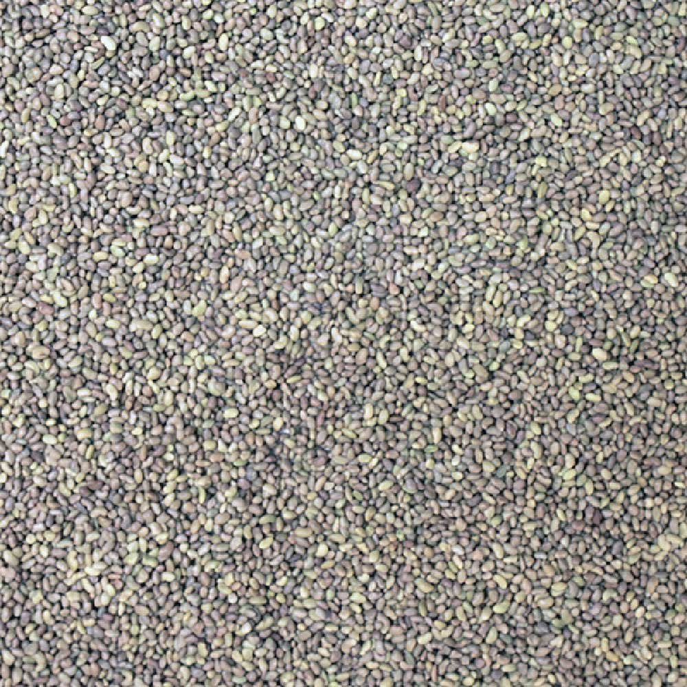 Organic Alfalfa Seeds