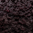 Extreme close-up of Bionova Organic Bilberry Jam