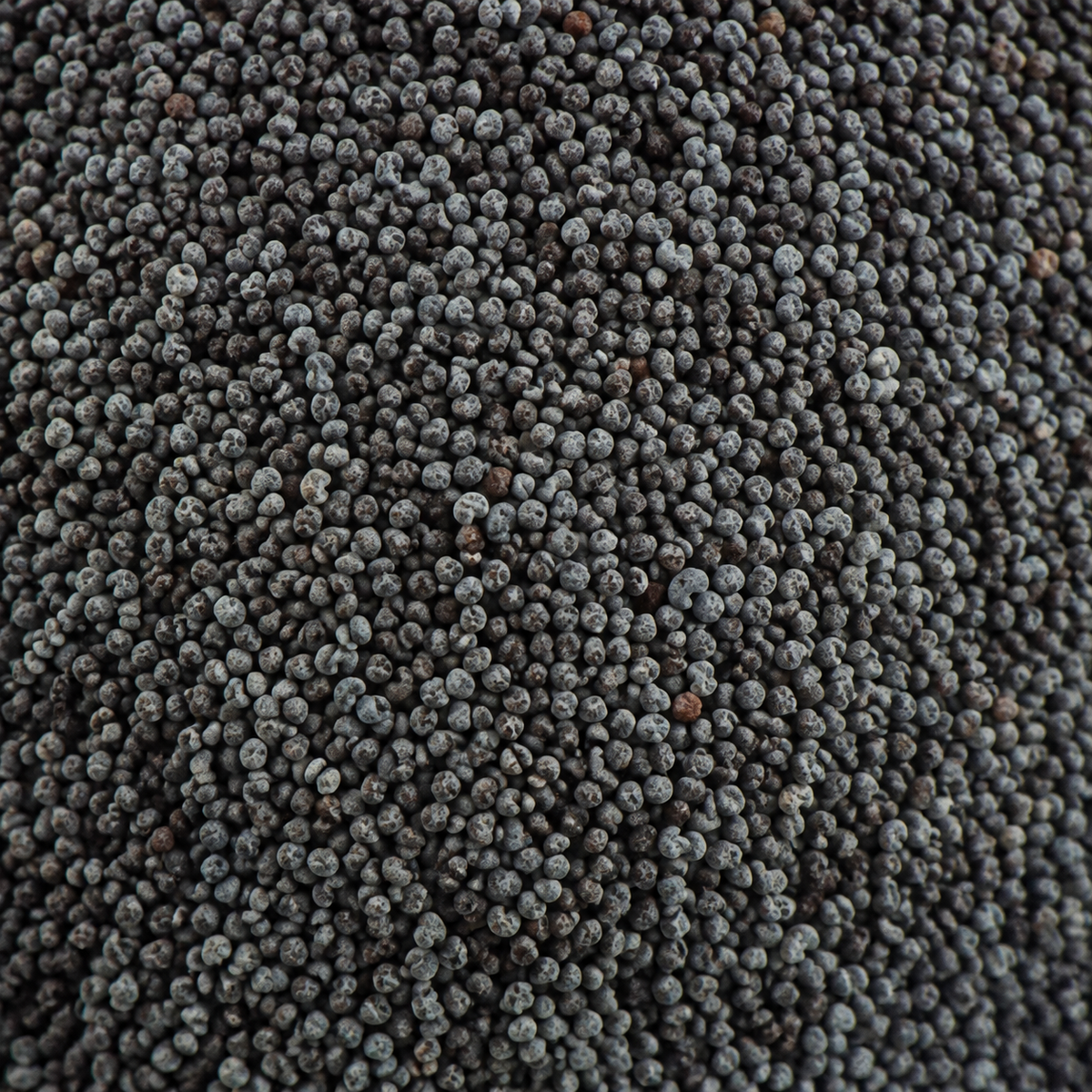 Organic blue poppy seeds extreme close-up