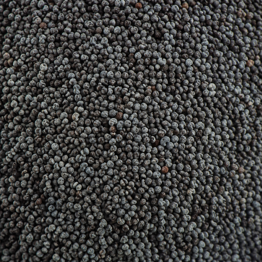Organic blue poppy seeds extreme close-up