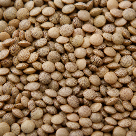 Extreme close-up of organic whole brown lentils