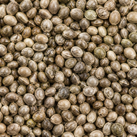 Infinity Foods bulk organic hemp seeds extreme close-up