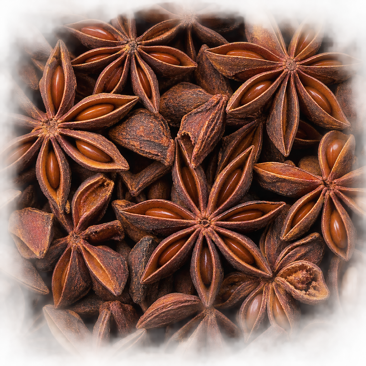 Whole star anise macro