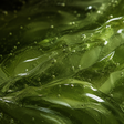 Aloe vera body wash gel extreme close-up