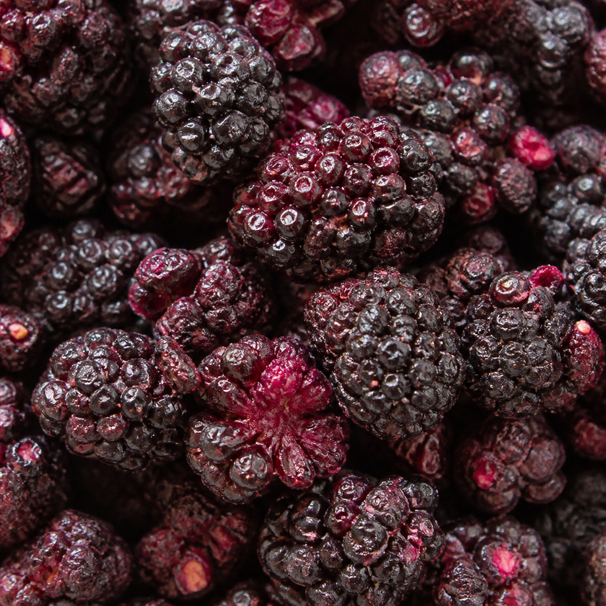 Extreme close-up of freeze-dried blackberries