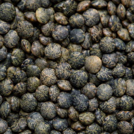Organic French lentils extreme close-up