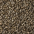Organic whole hemp seeds extreme close-up