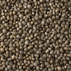 Organic whole hemp seeds extreme close-up