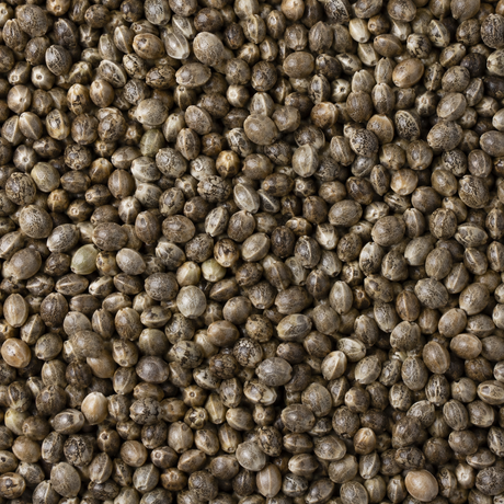 Organic whole hemp seeds extreme close-up