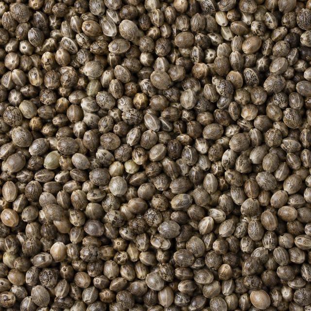 Organic whole hemp seeds extreme close-up