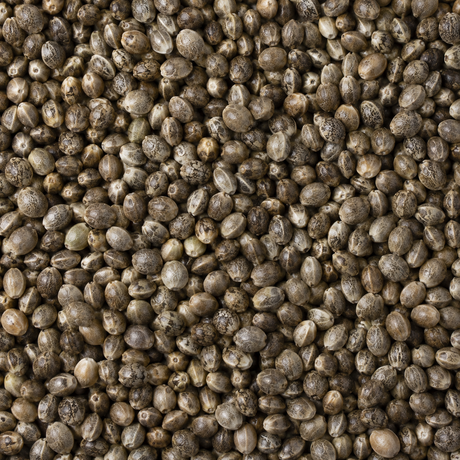 Organic whole hemp seeds extreme close-up