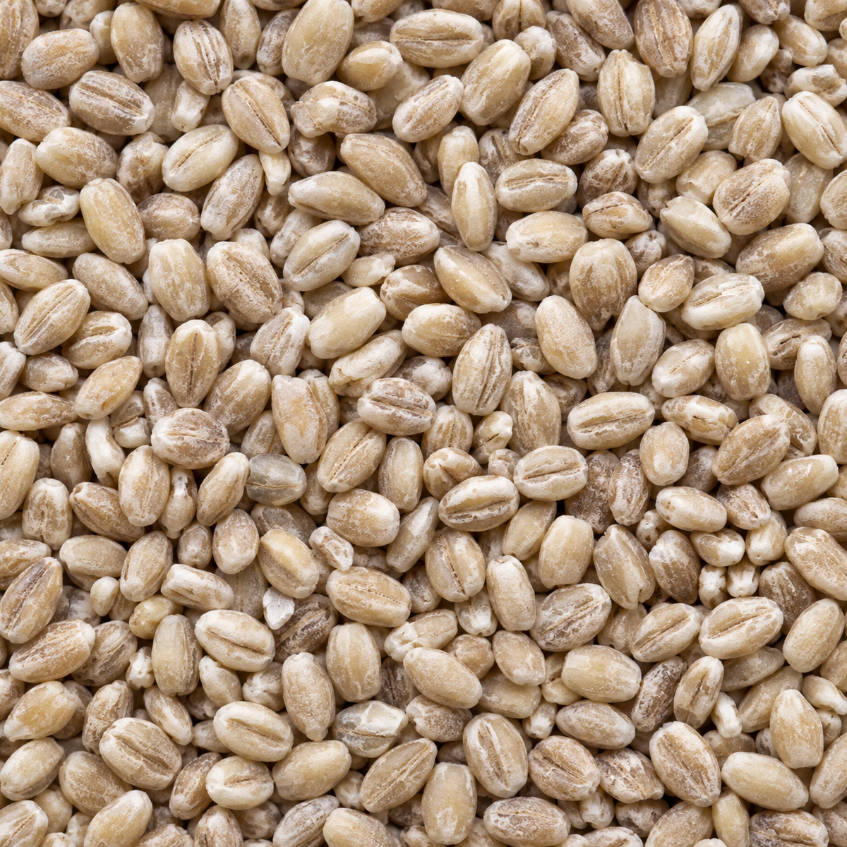 Infinity Foods Organic Pearl Barley macro