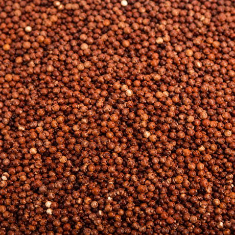 Organic red quinoa grain extreme close-up