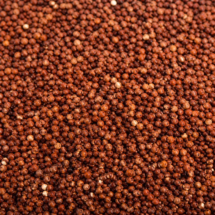 Organic red quinoa grain extreme close-up