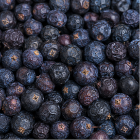 Juniper berries extreme close-up