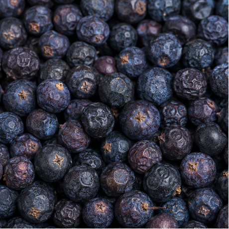 Juniper berries extreme close-up