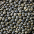 Organic French type lentils extreme close-up