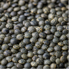 Organic French type lentils extreme close-up