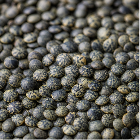 Organic French type lentils extreme close-up