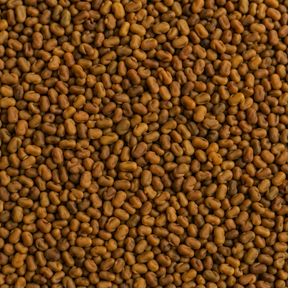 Organic Alfalfa Seeds — ingredient-only macro hero