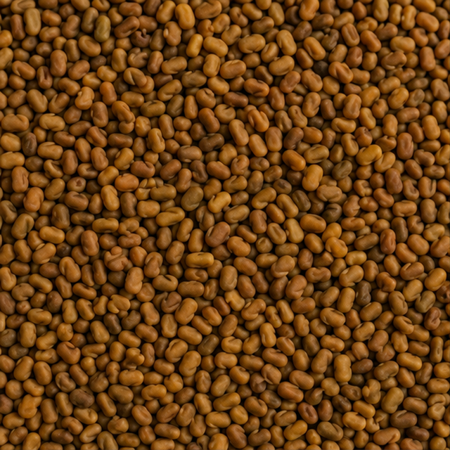 Organic Alfalfa Seeds — ingredient-only macro hero
