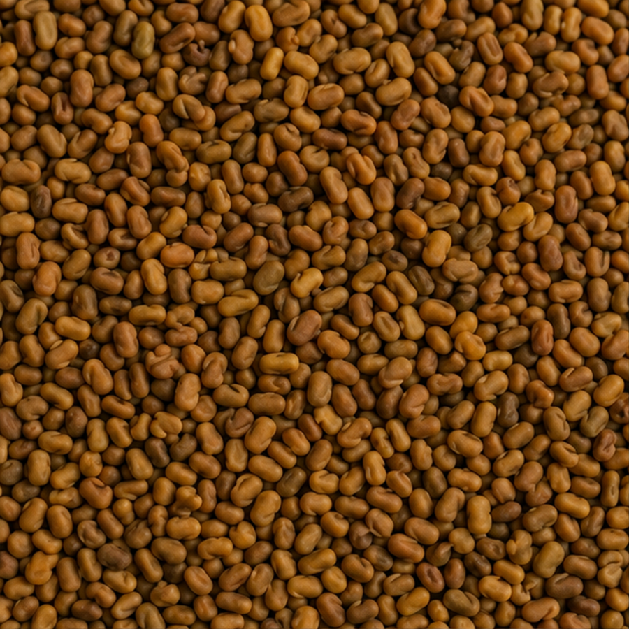 Organic Alfalfa Seeds — ingredient-only macro hero