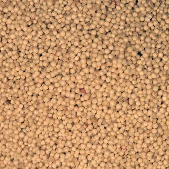 Organic Amaranth Grain - extreme close-up