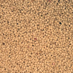 Organic Amaranth Grain - extreme close-up