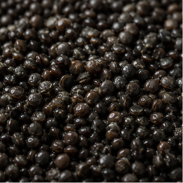 Organic black beluga lentils close-up