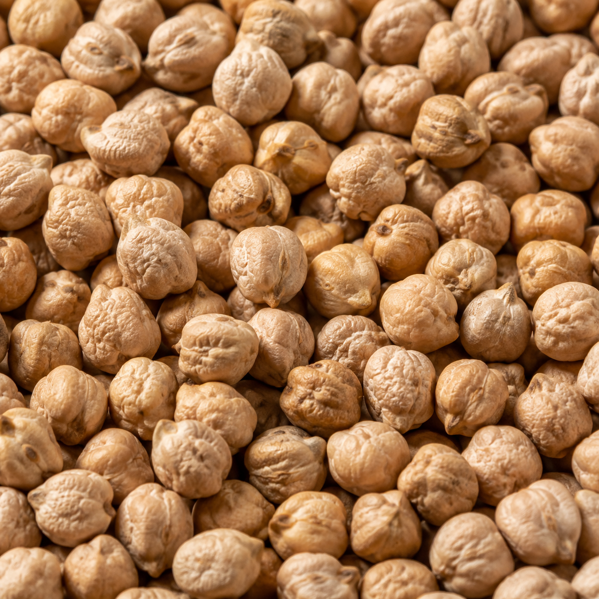 Organic Chickpeas extreme close-up