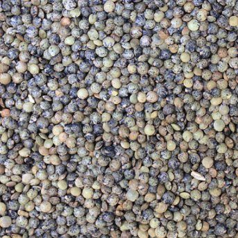 Organic French Type Lentils – extreme close-up product hero