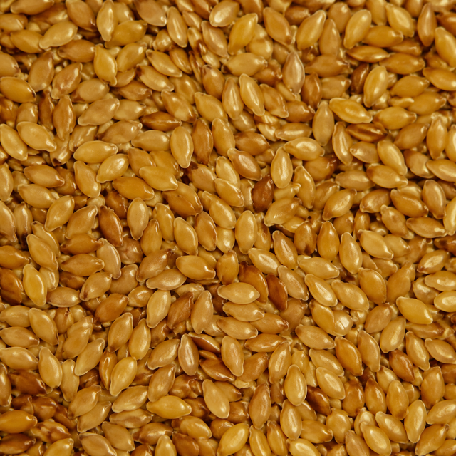 Organic golden flaxseed extreme close-up