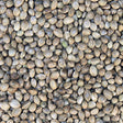 Organic Hemp Seeds extreme macro