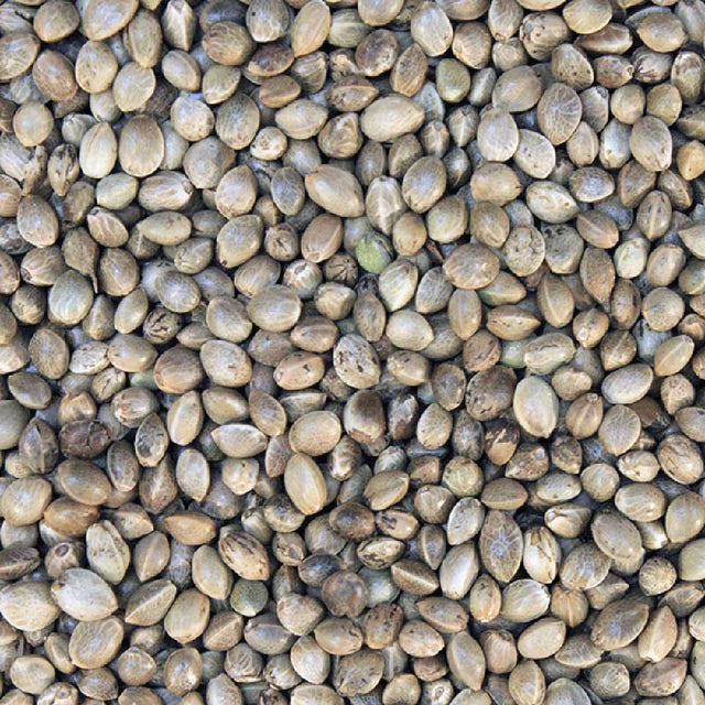 Organic Hemp Seeds extreme macro