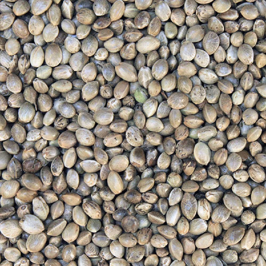 Organic Hemp Seeds extreme macro