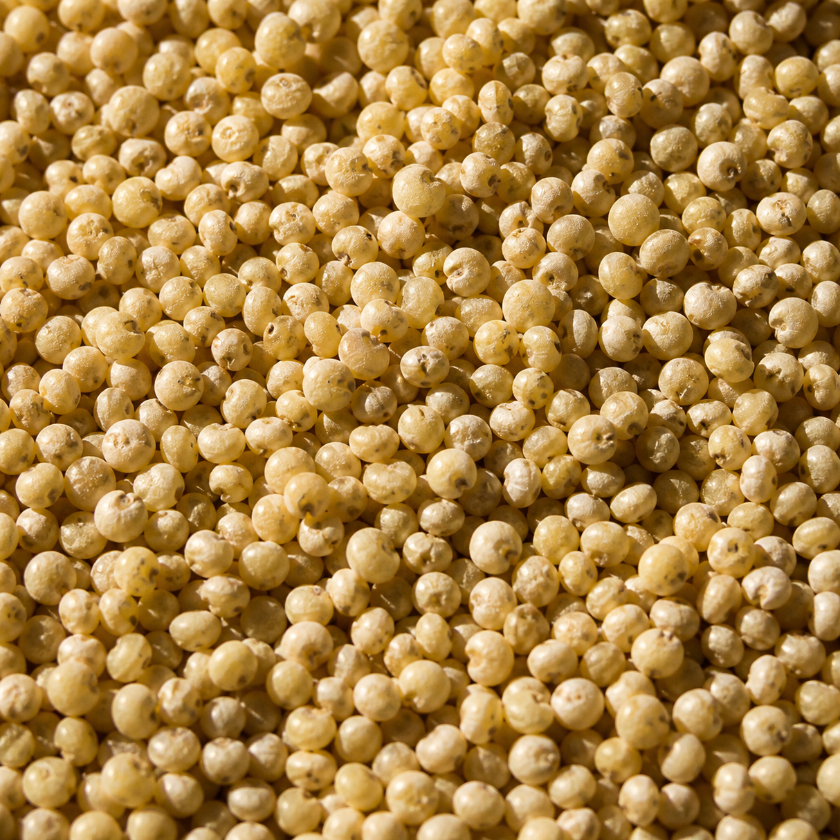 Organic Millet — ingredient close-up