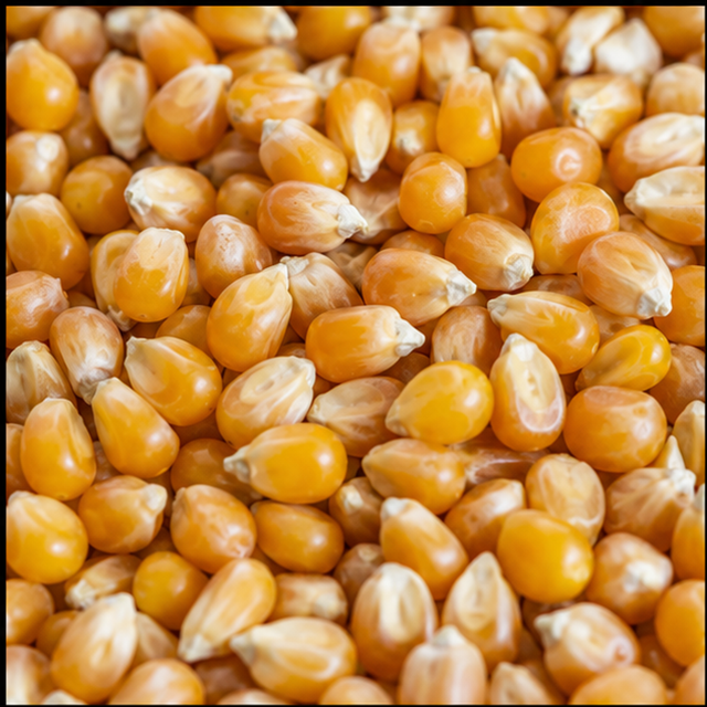 Organic popping corn close-up