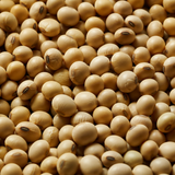 Organic Soya Beans — macro hero