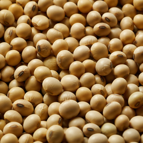 Organic Soya Beans — macro hero